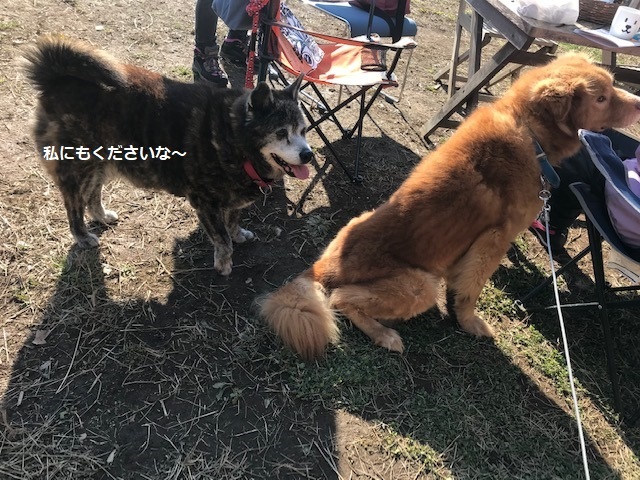 そろそろ始めようかな_f0242002_20594107.jpg