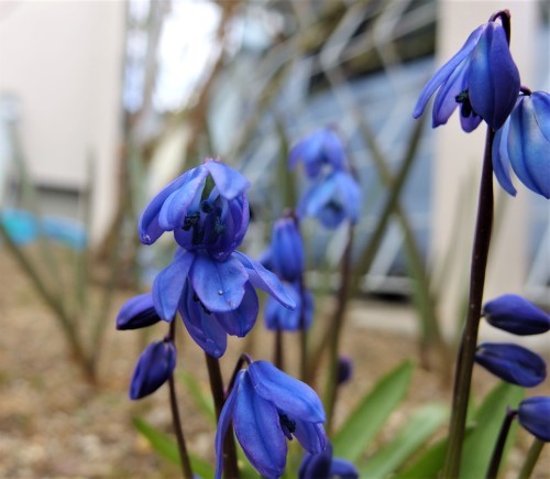 藍色のちっちゃな花 シラー シベリカ ３月中旬 小さな庭でバラさんたちと