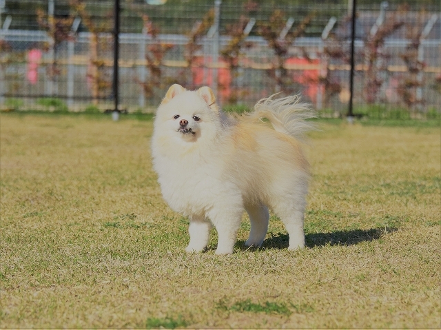 前払いでお願いします_d0360206_00025411.jpg