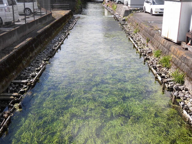 「オオバン君、ありがとう!」 今年も飛来して水草を食べてくれ 今年最初の田宿川の川そうじ_f0141310_07461707.jpg