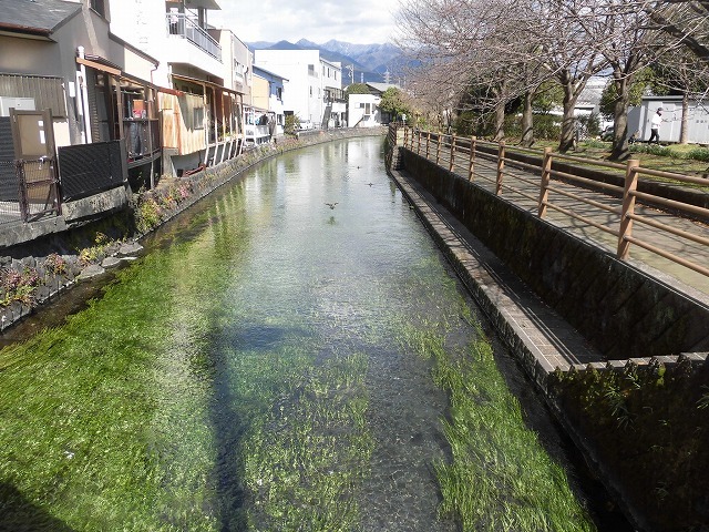「オオバン君、ありがとう!」 今年も飛来して水草を食べてくれ 今年最初の田宿川の川そうじ_f0141310_07462638.jpg