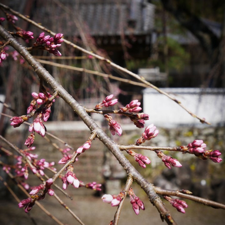 清雲寺の開花_a0268412_22411016.jpg