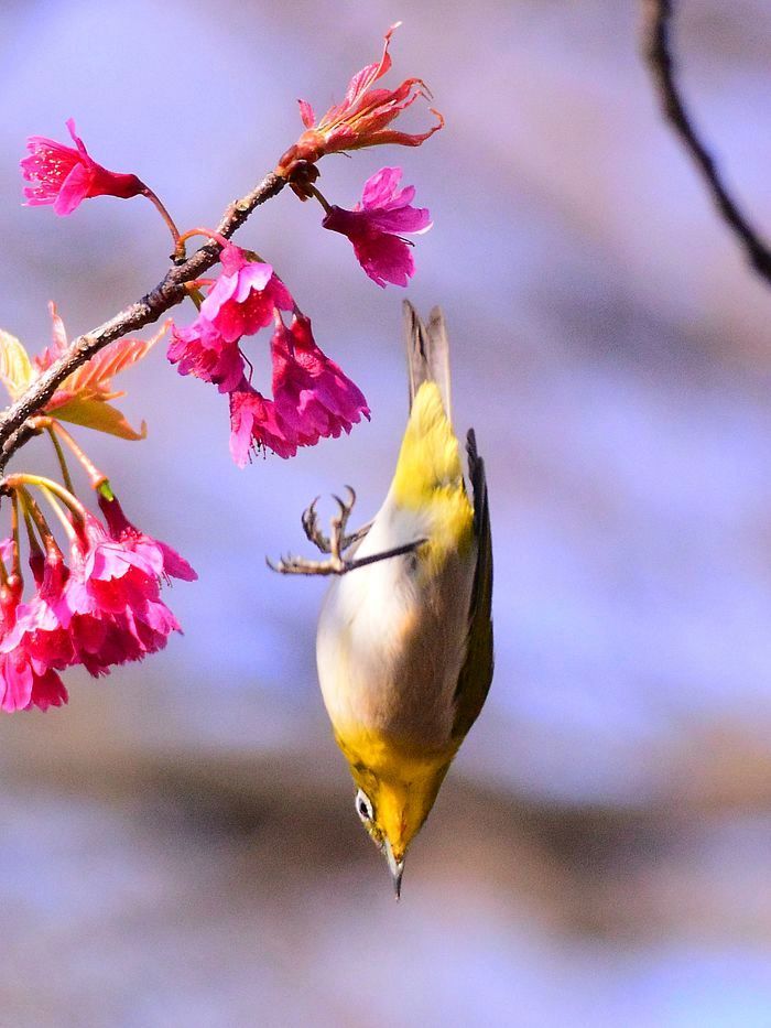 メジロの飛び出し狙いを再び! 寒緋桜は未だ未だ楽しめるからね♪ ソメイヨシノも開花!♪_a0031821_16005125.jpg