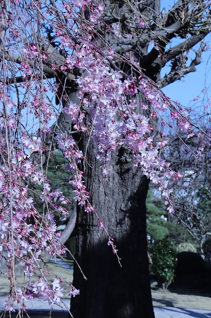 しだれ桜が綺麗な足立区江北の恵明寺へ 一場の写真 足立区リフォーム館 頑張る会社ブログ