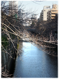 3月18日　今日の目黒川の桜_d0221430_20561013.jpg