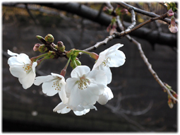 3月18日　今日の目黒川の桜_d0221430_20570147.jpg