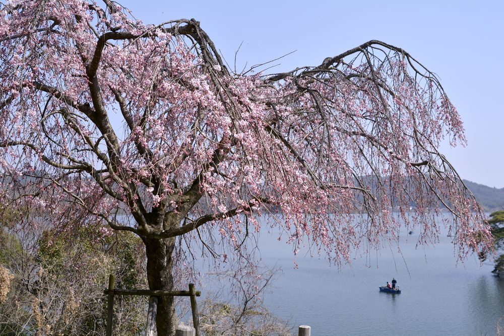 4丁目芝生広場の桜_e0373930_21425106.jpg