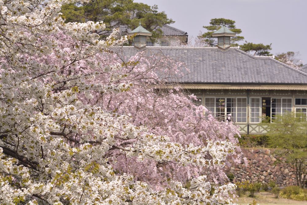 4丁目芝生広場の桜_e0373930_21425211.jpg