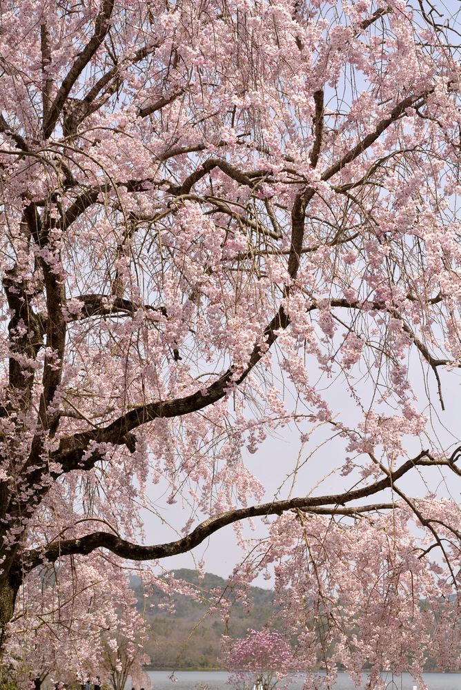 4丁目芝生広場の桜_e0373930_21425290.jpg