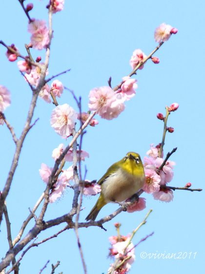 野鳥を観察する会 3回目　in 鹿沼錦鯉公園_e0227942_22595393.jpg