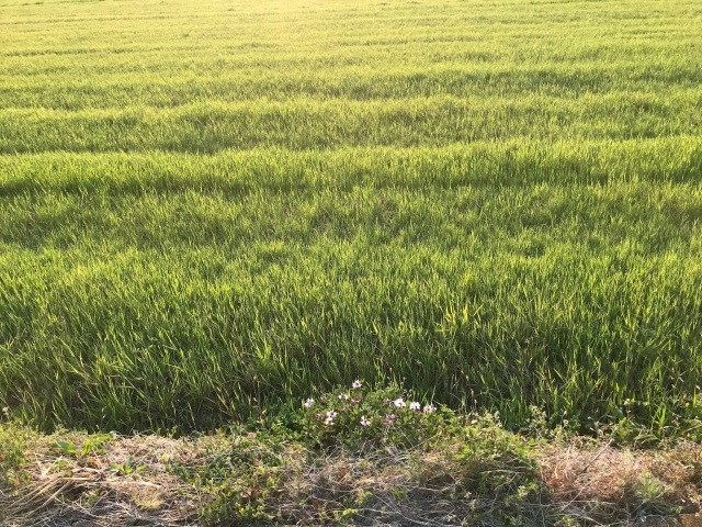 春進む庭_d0101846_07370466.jpeg
