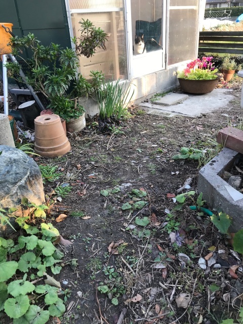 春進む庭_d0101846_07415806.jpeg