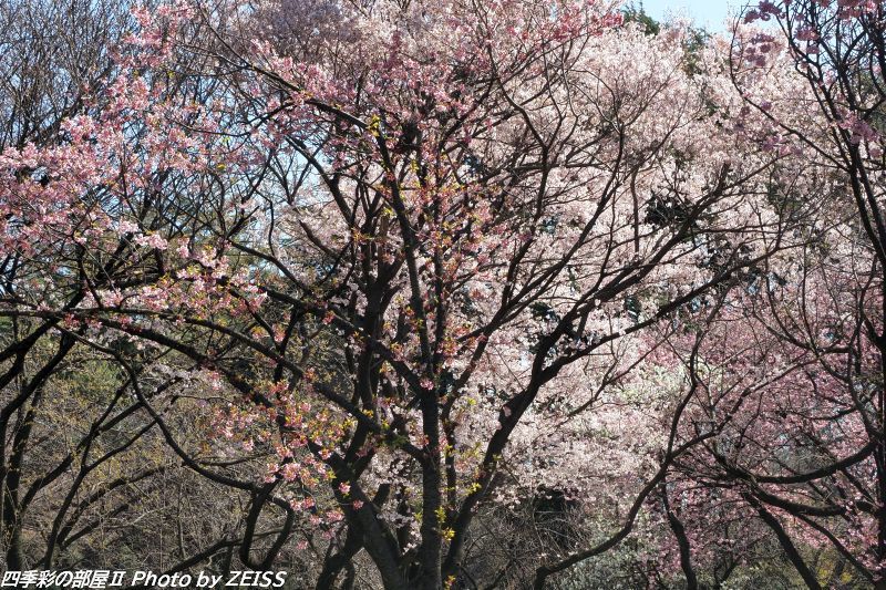 新宿御苑に咲く桜_d0358854_23055674.jpg