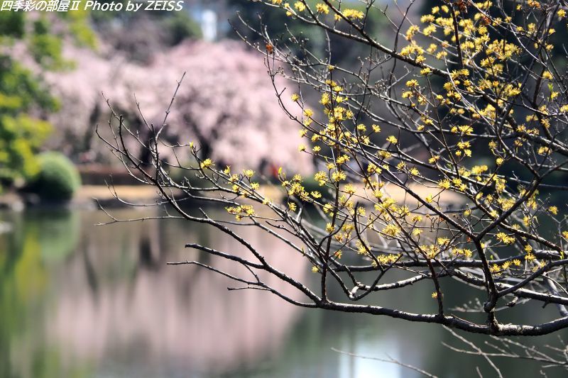 新宿御苑に咲く桜_d0358854_23061141.jpg