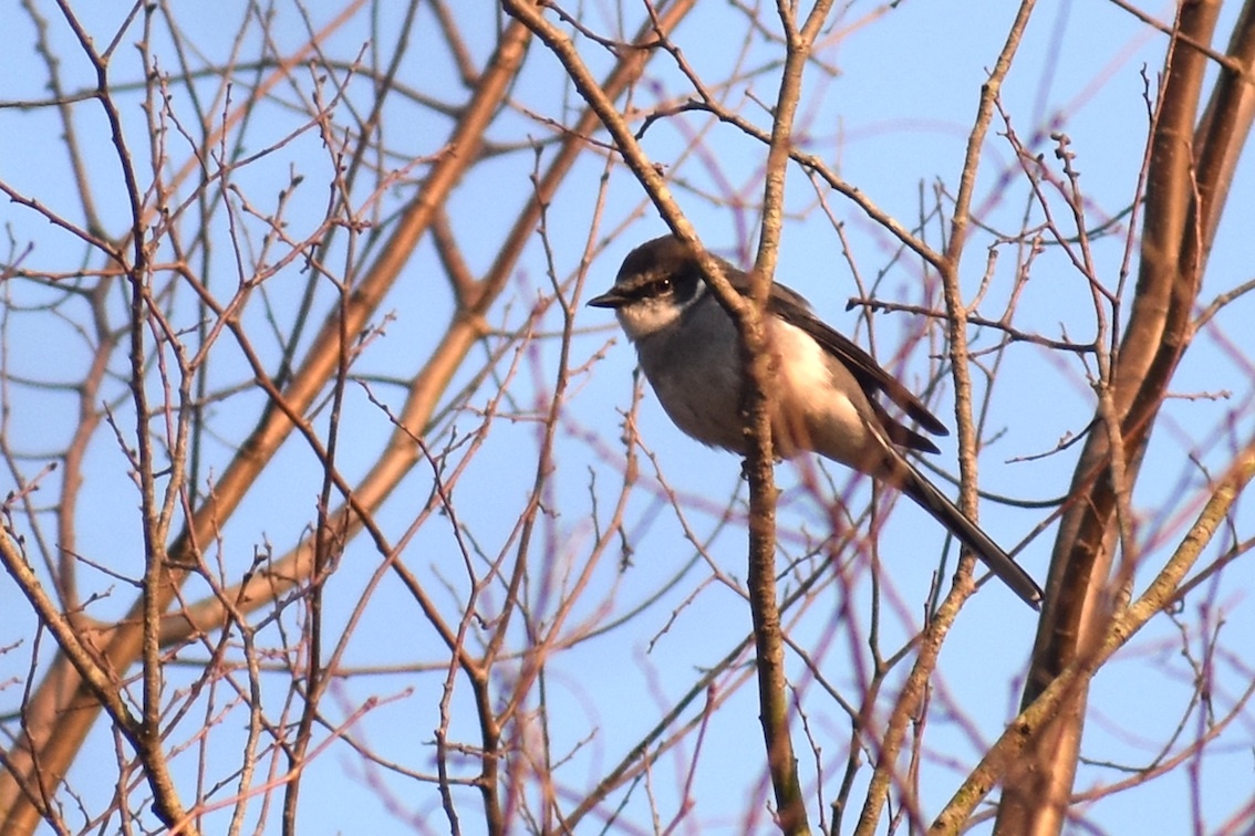 リュウキュウサンショウクイ_e0414863_18401049.jpg