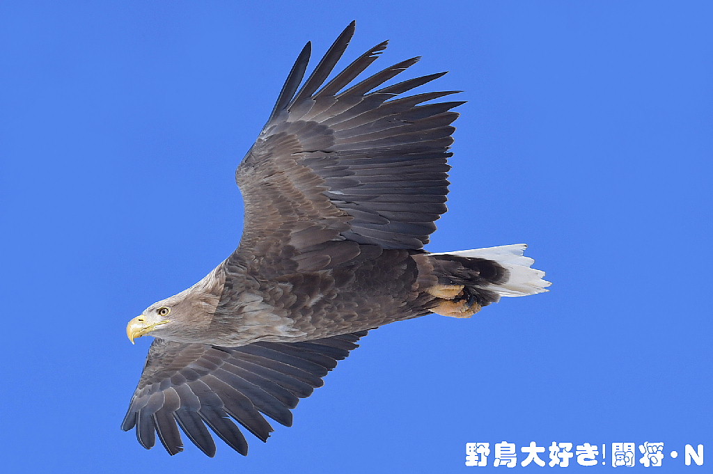 まぼろしの鳥―オジロワシを追って まぼろしの鳥―オジロワシを追って | 近藤英司 |本 | 通販 | Amazon