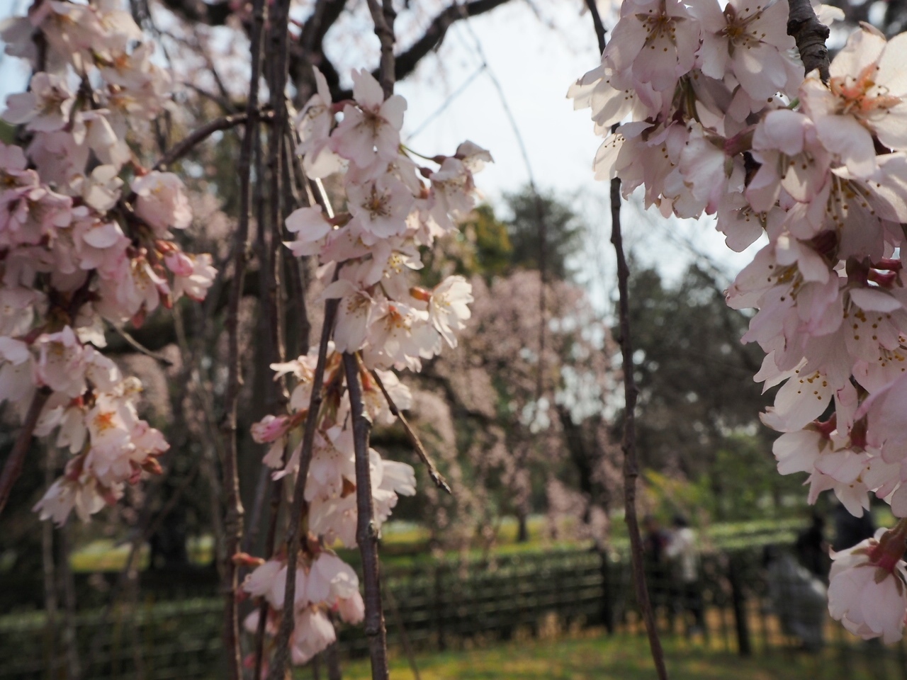 京の桜便り＜咲いてた編＞_a0376293_23201118.jpg