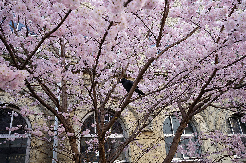 2020桜巡り@旧成徳中学校の春めき桜_f0032011_19521555.jpg