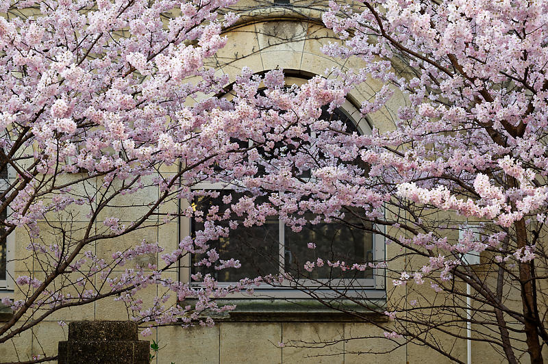 2020桜巡り@旧成徳中学校の春めき桜_f0032011_19521606.jpg