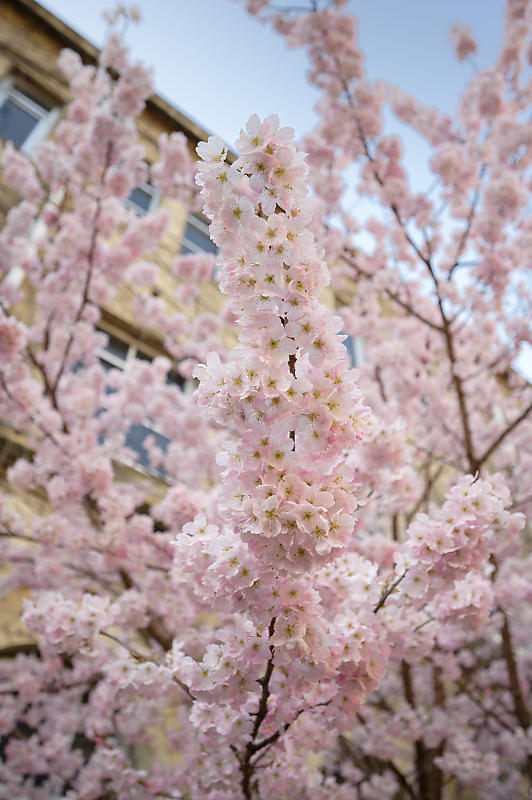 2020桜巡り@旧成徳中学校の春めき桜_f0032011_19521627.jpg