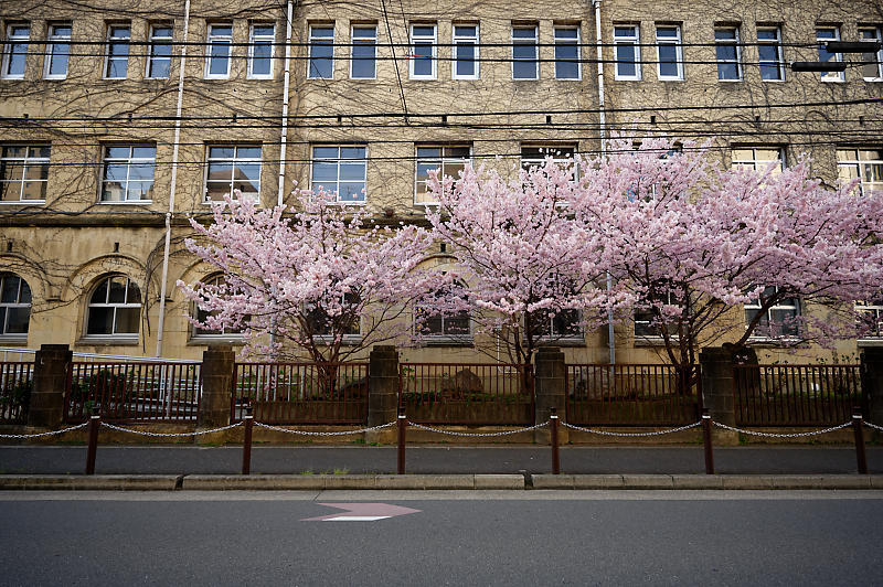 2020桜巡り@旧成徳中学校の春めき桜_f0032011_19521641.jpg