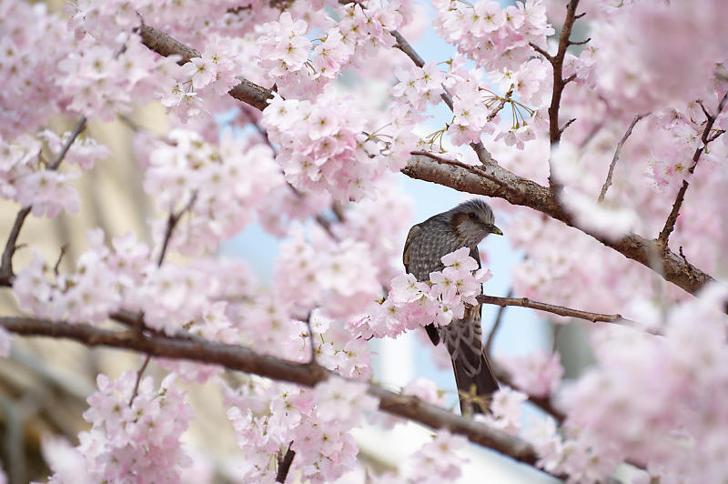 2020桜巡り@旧成徳中学校の春めき桜_f0032011_19521656.jpg