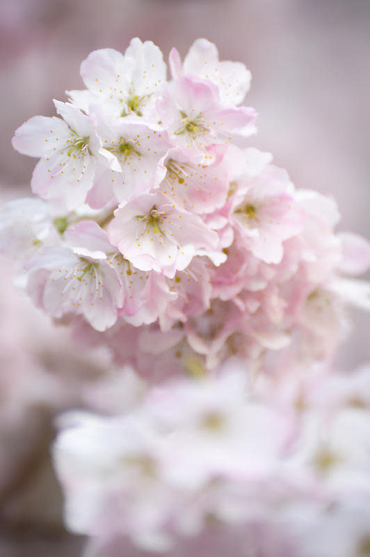 2020桜巡り@旧成徳中学校の春めき桜_f0032011_19521674.jpg