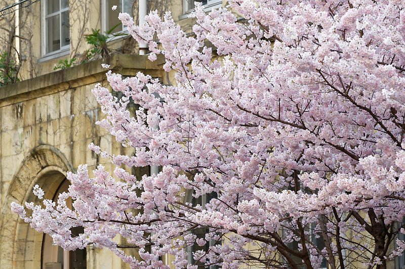 2020桜巡り@旧成徳中学校の春めき桜_f0032011_19521750.jpg