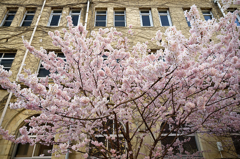 2020桜巡り@旧成徳中学校の春めき桜_f0032011_19521798.jpg