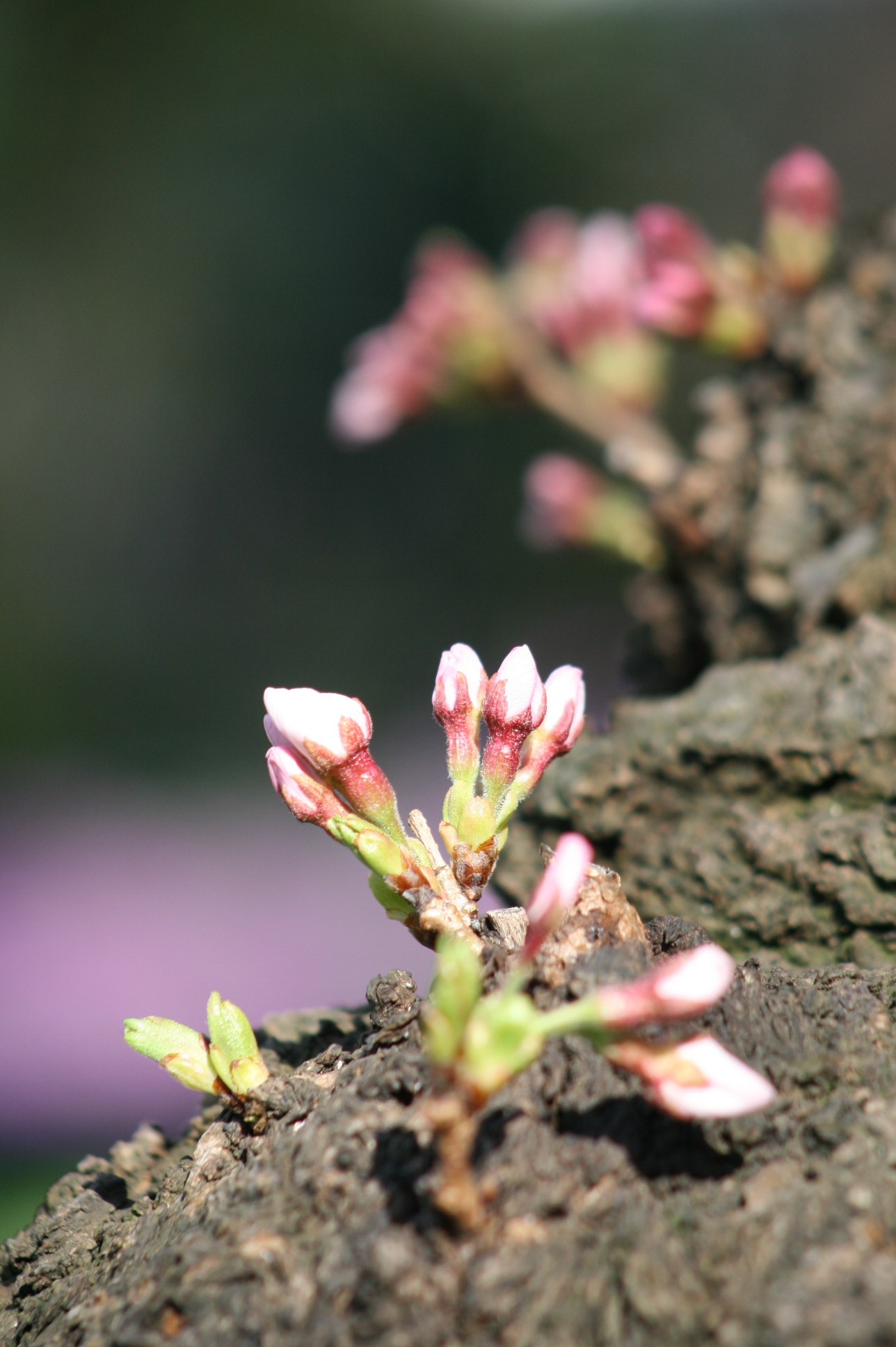 令和二年　桜咲き始め＾＾）V_f0195711_18210795.jpg