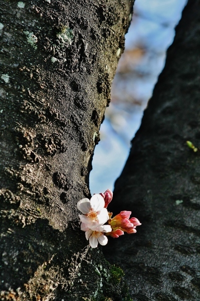 令和二年　桜咲き始め＾＾）V_f0195711_18213510.jpg