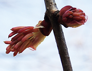 カツラの雌雄花 樹木見て歩き