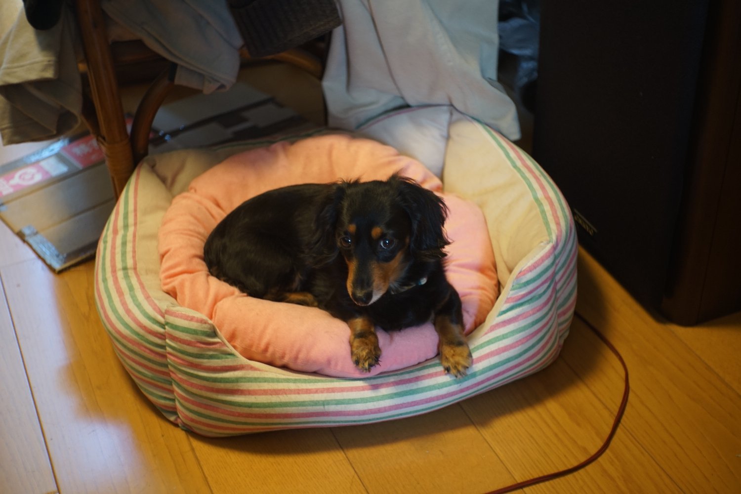ドミプラン 50mm F2.8 の 写り_b0069128_08382773.jpg