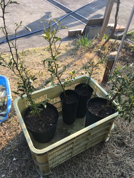 柚子の植樹_e0155231_01551467.jpeg