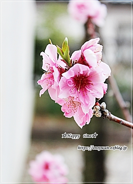 葉の花のベーコン巻き弁当とムスカリ・花桃♪_f0348032_18183700.jpg