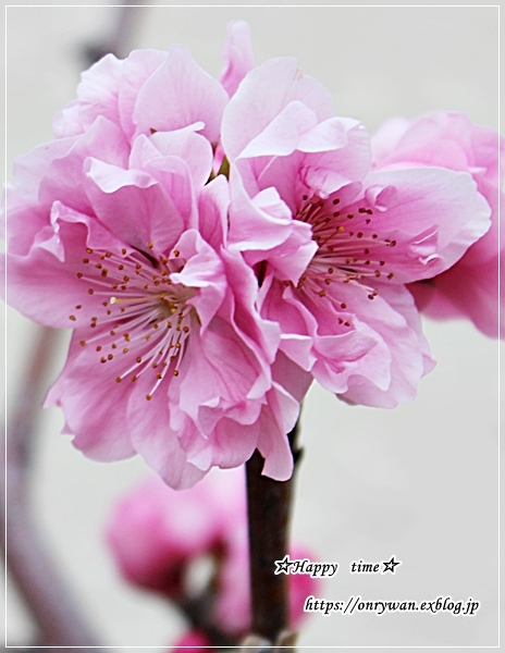 葉の花のベーコン巻き弁当とムスカリ・花桃♪_f0348032_18184469.jpg