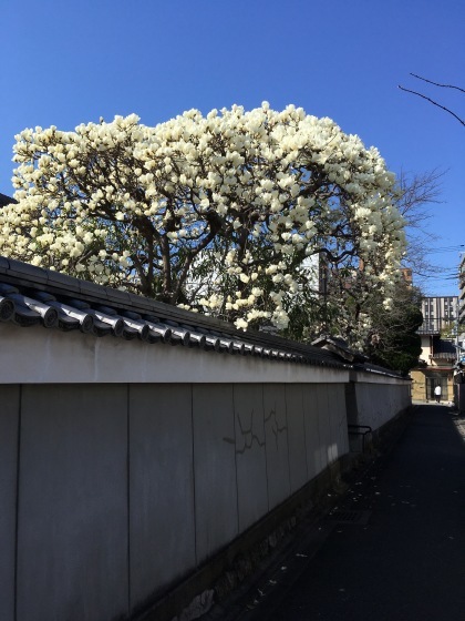 『なんとまあ ”呪われたおりんぴっく” だってさ・・』_f0068334_07570753.jpeg