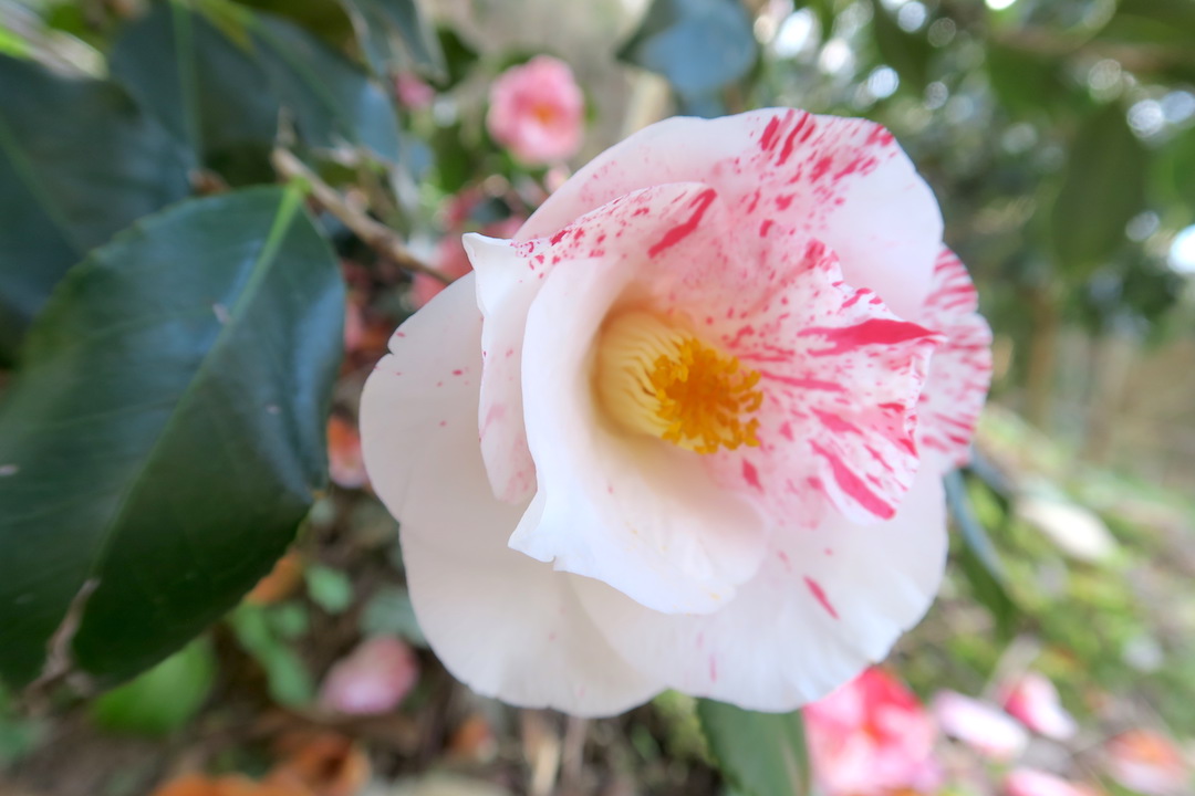 椿みごとルッカ小村の花の園_f0234936_7214813.jpg