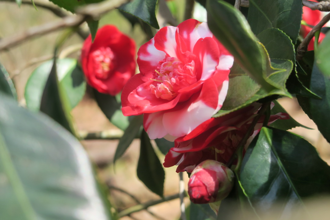 椿みごとルッカ小村の花の園_f0234936_735109.jpg