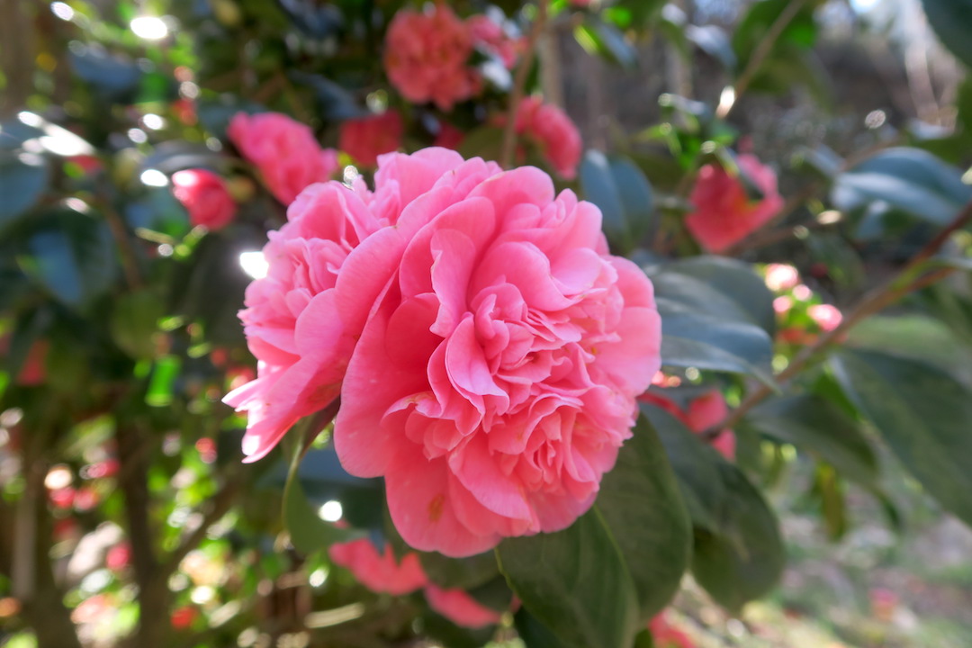 椿みごとルッカ小村の花の園_f0234936_7393452.jpg