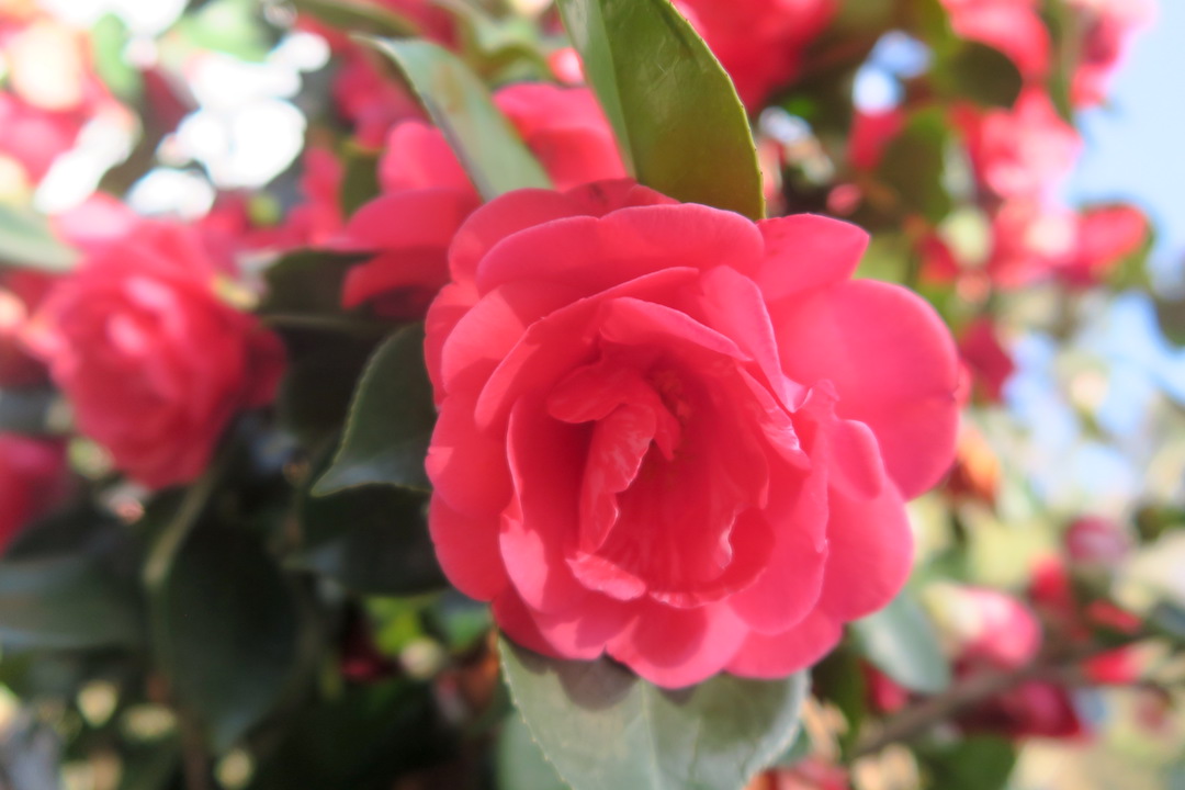 椿みごとルッカ小村の花の園_f0234936_7425443.jpg