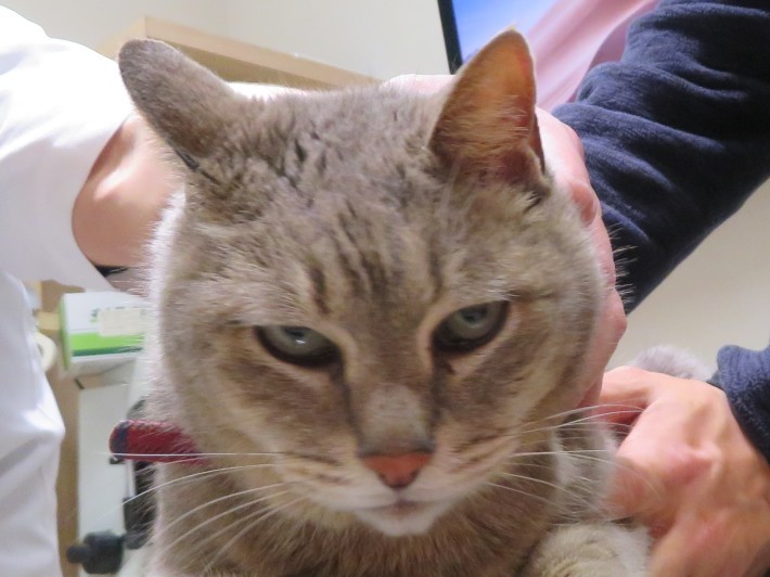 3月 19 日の写真_c0174644_19464672.jpg