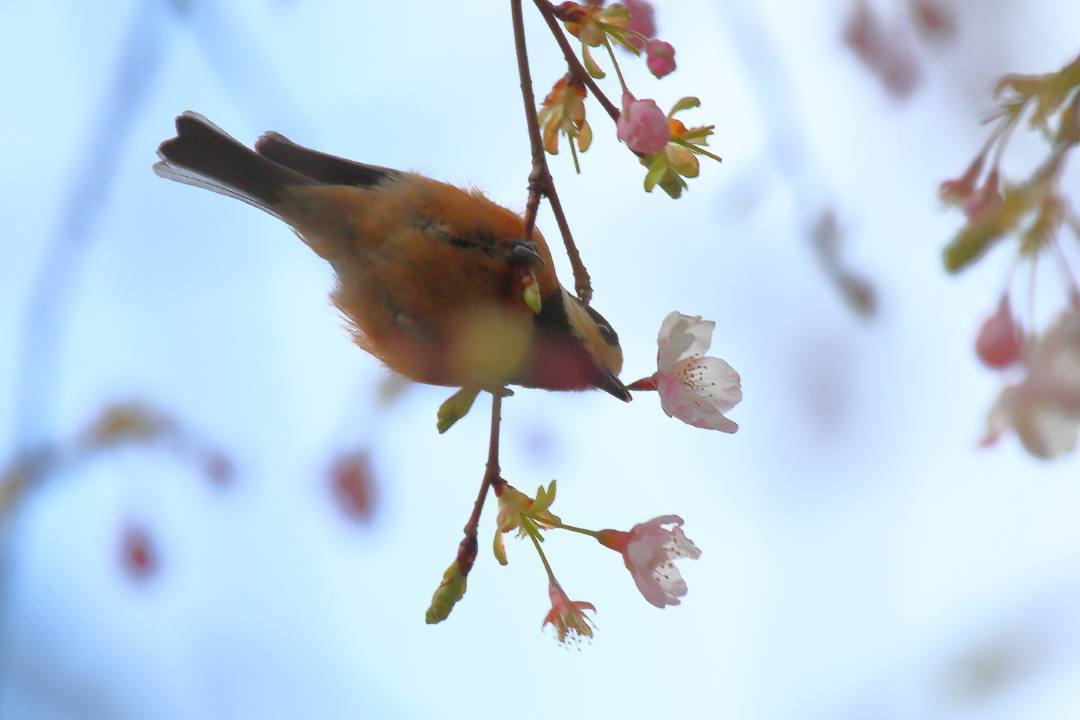 花に鳥_e0403850_21583855.jpg