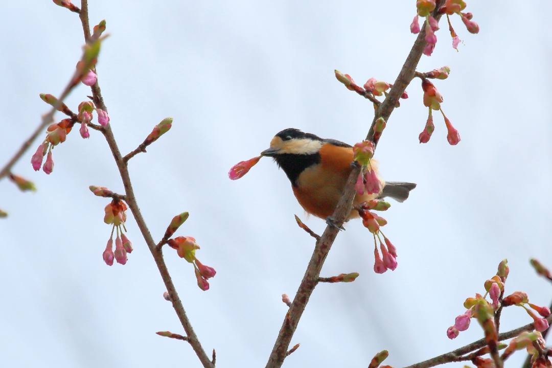 花に鳥_e0403850_21584266.jpg