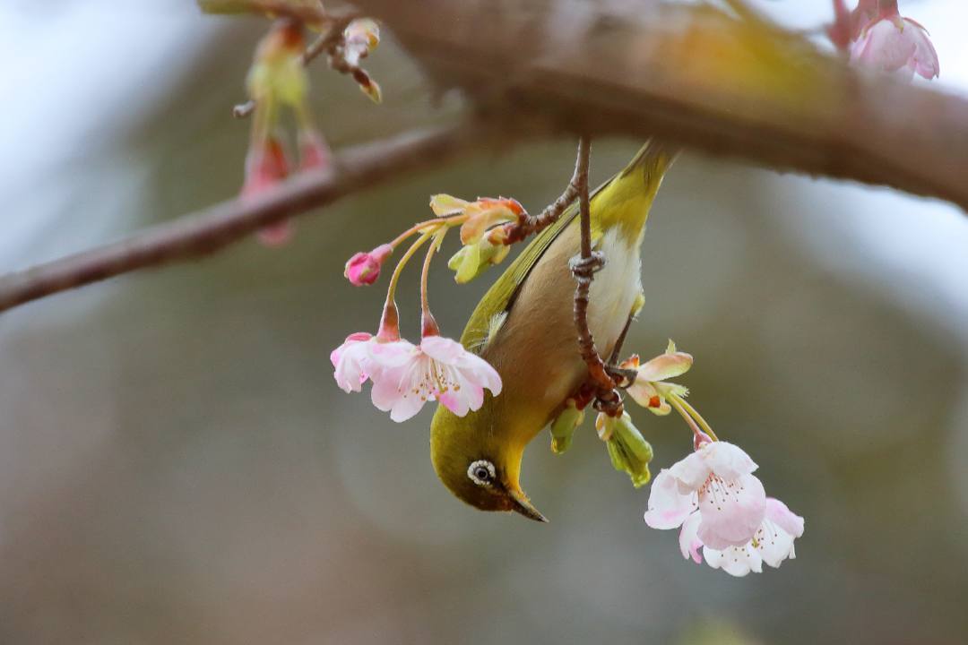 花に鳥_e0403850_21585512.jpg