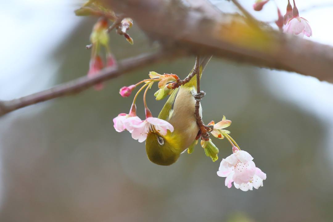 花に鳥_e0403850_21585929.jpg