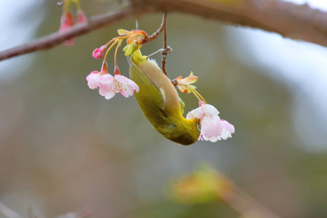 花に鳥_e0403850_21590422.jpg