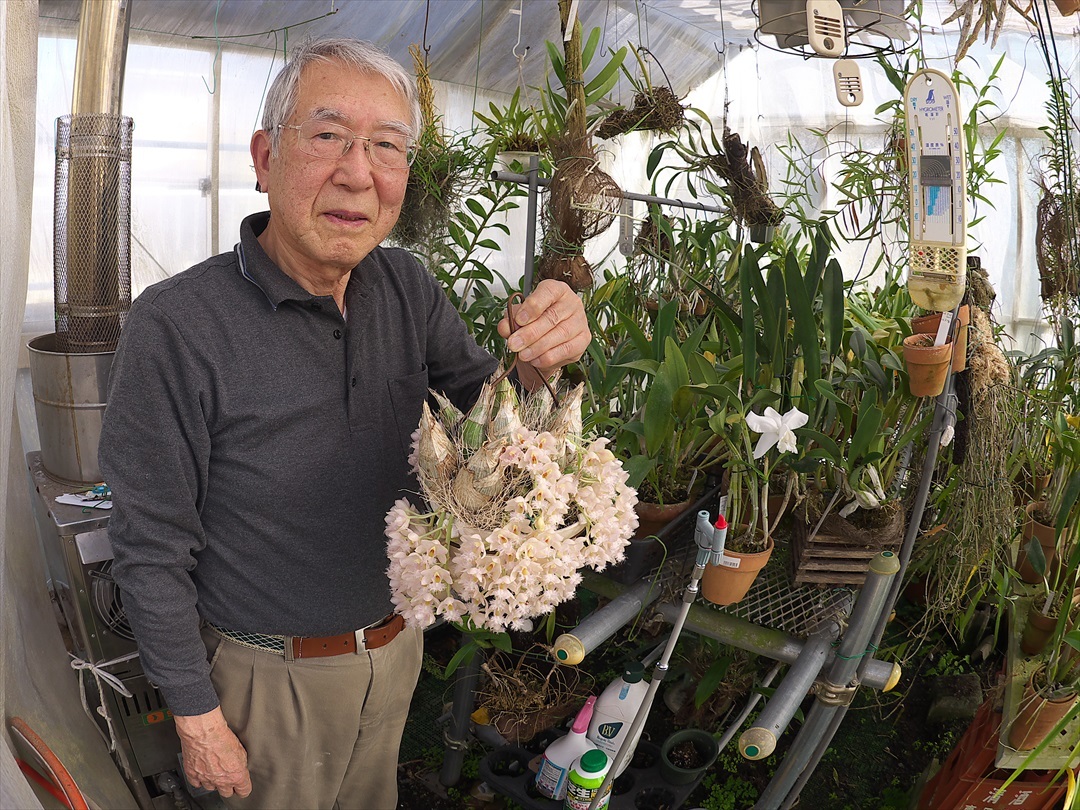 星さん宅温室訪問、Clowesia Grace Dunn 'Beaver Valley' : 所沢