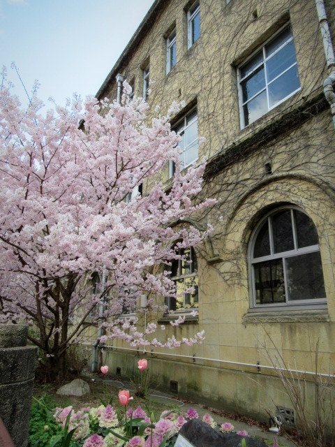 春の京都 ④早咲きの桜が、満開でした♪_f0236260_00562301.jpg