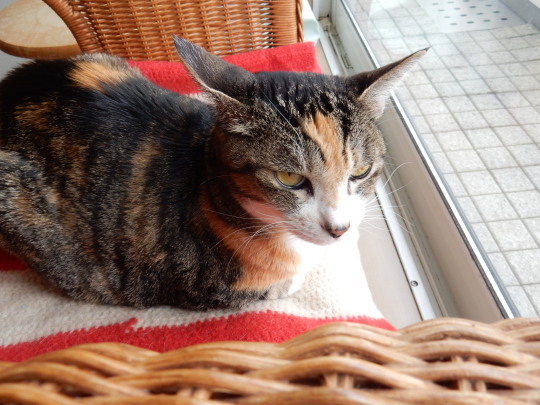 ’20,3,19(木)生サーモンのカルパッチョと鮭定食!_f0060461_10100347.jpg